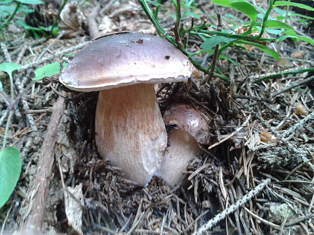 hríb smrekový Boletus edulis Bull.