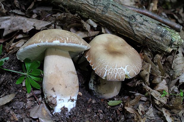 hríb dubový Boletus reticulatus Schaeff.