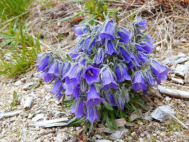 zvonček alpínsky Campanula alpina Jacq.