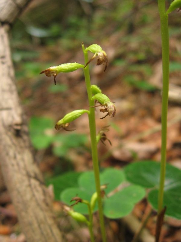 koralica lesná Corallorhiza trifida Châtel.