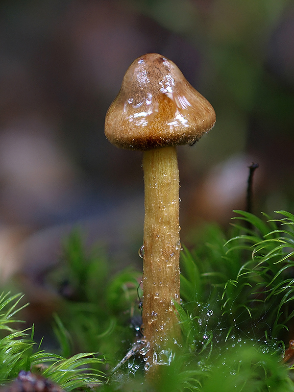 pavučinovec machový Cortinarius huronensis var. huronensis Ammirati, J.F. Jr; Smith, A.H.