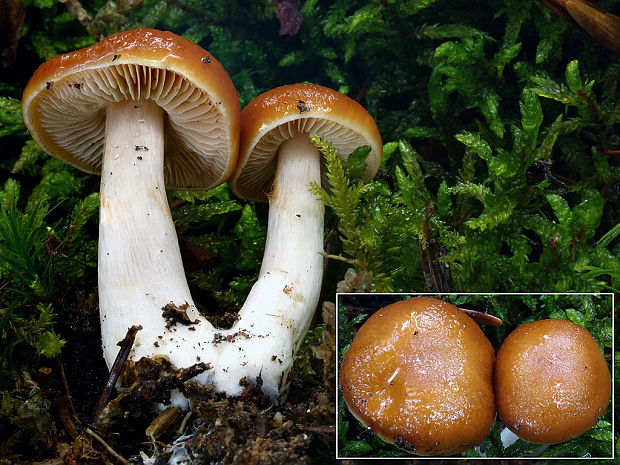 pavučinovec nahorklý Cortinarius pluvius (Fr.) Fr.