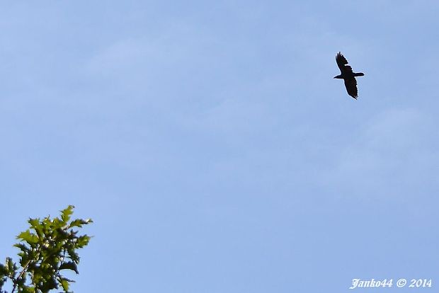 krkavec čierny Corvus corax Châtel.