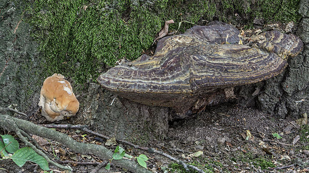 lesklokôrovka živicovitá Ganoderma resinaceum Boud.