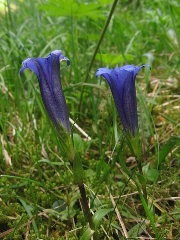 horec clusiov Gentiana clusii Perr. et Songeon