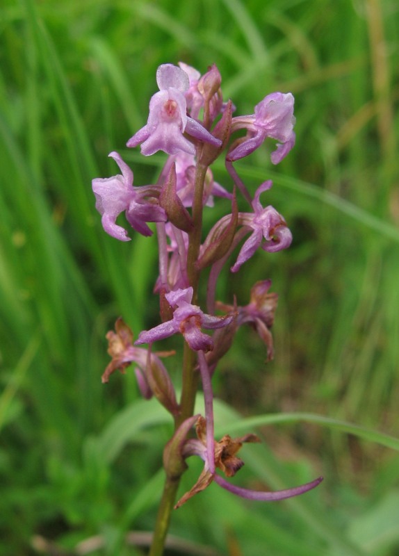 päťprstnica Gymnadenia sp.