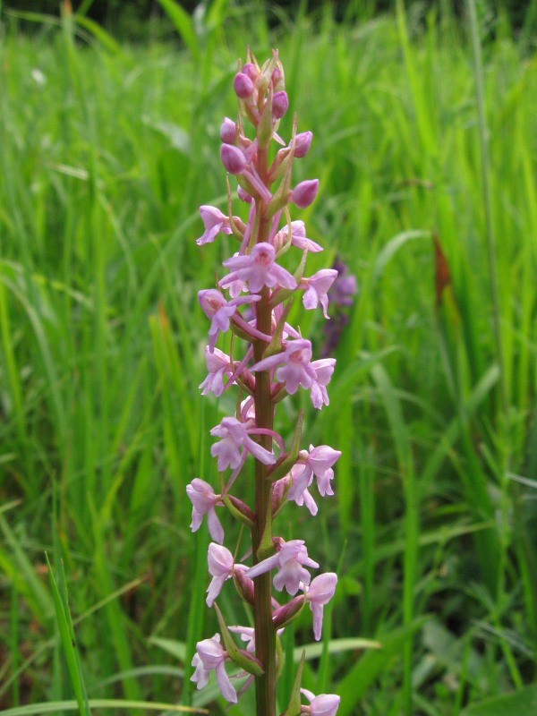 päťprstnica Gymnadenia sp.