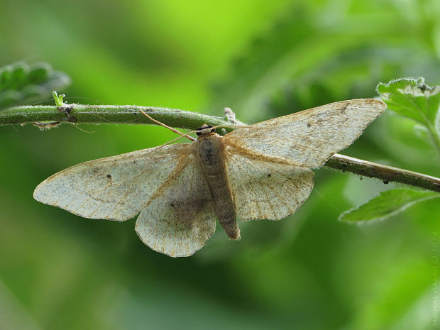 piadica kručinková Idaea aversata Linnaeus, 1758