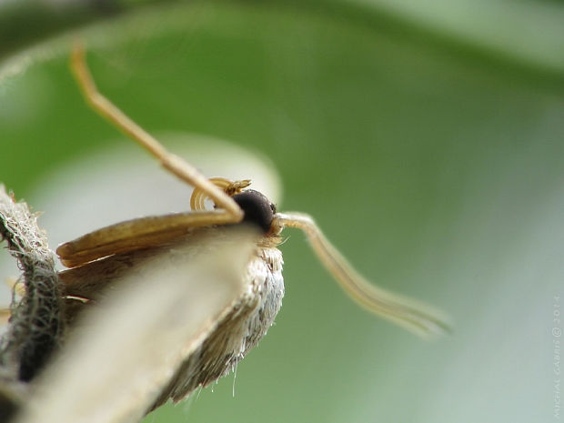 piadica kručinková Idaea aversata Linnaeus, 1758