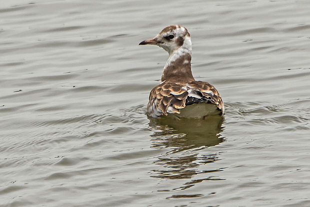 čajka smejivá Larus ridibundus