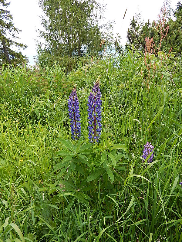 lupina mnoholistá Lupinus polyphyllus Lindl.