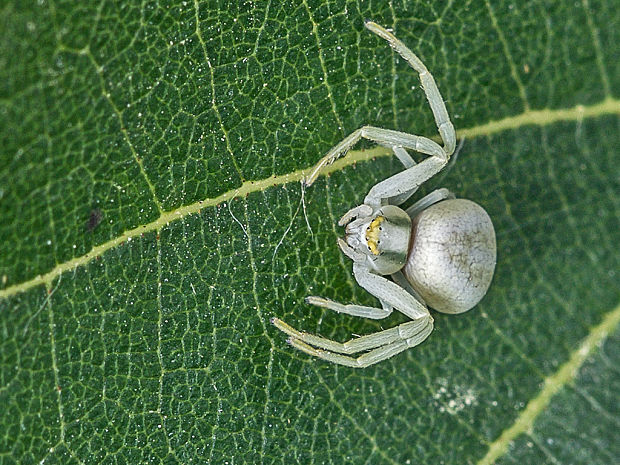 kvetárik dvojtvarý Misumena vatia