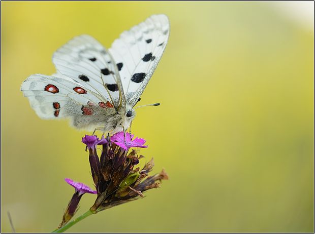 jason červenooký Parnassius apollo