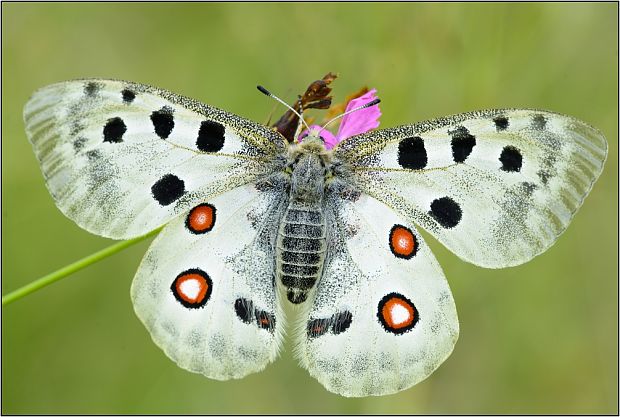 jason červenooký Parnassius apollo