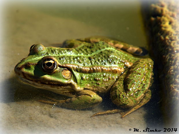 skokan zelený Pelophylax esculentus