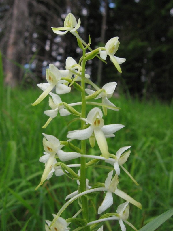 vemenník dvojlistý Platanthera bifolia (L.) Rich.