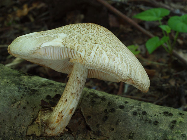 štítovka šupinatá Pluteus petasatus (Fr.) Gillet