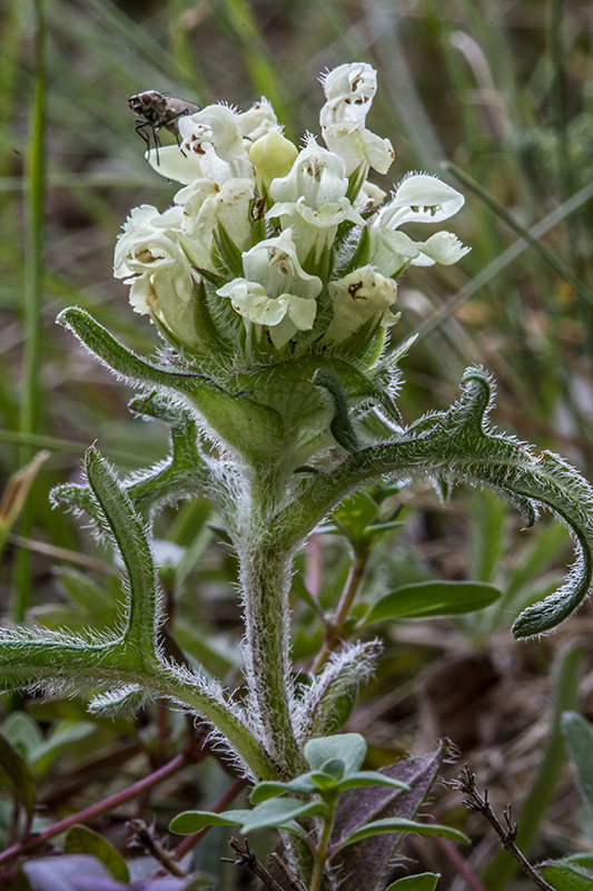 čiernohlávok zastrihovaný Prunella laciniata (L.) L.