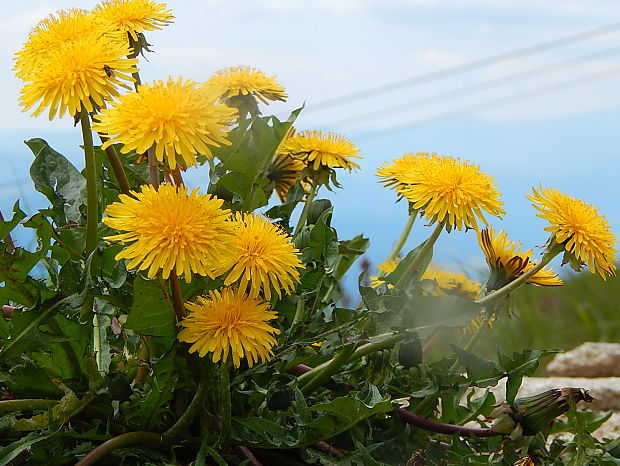 púpava lekárska Taraxacum officinale (L.) Weber ex F.H.Wigg