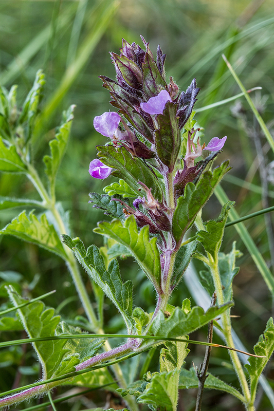 hrdobarka obyčajná Teucrium chamaedrys L.