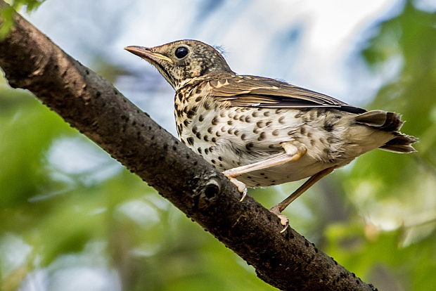 drozd plavý  Turdus philomelos