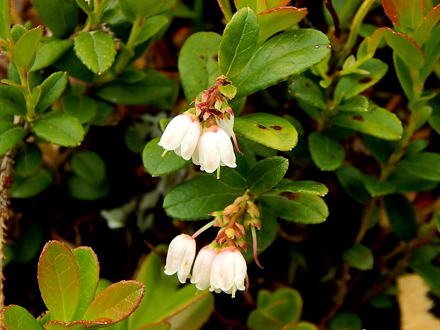 brusnica pravá Vaccinium vitis-idaea L.