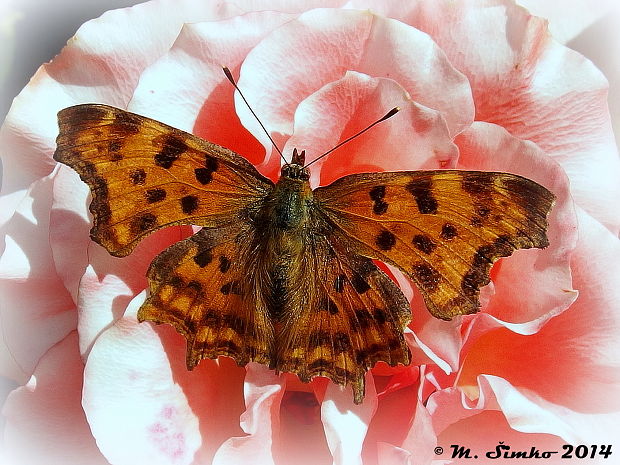 babôčka zubatokrídla    Polygonia c-album