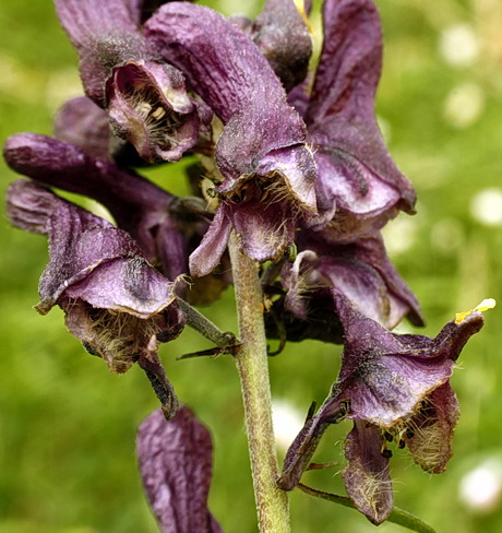 prilbica moldavská Aconitum moldavicum Hacq. ex Rchb.