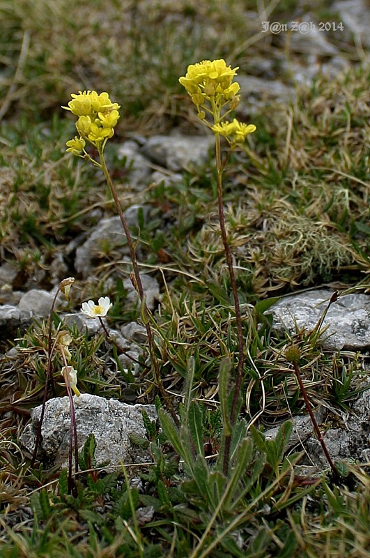 tarica  Alyssum  Waldst. et Kit.