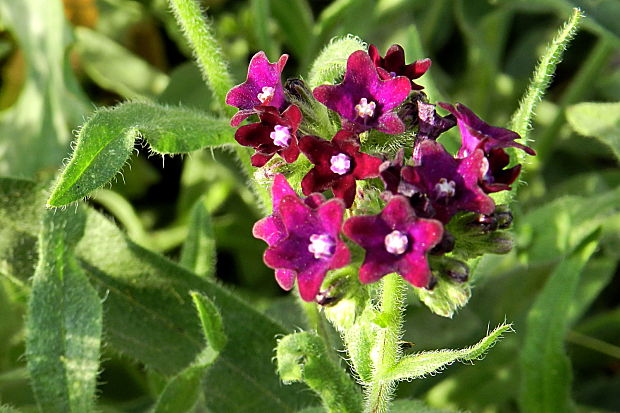 smohla lekárska Anchusa officinalis  L.