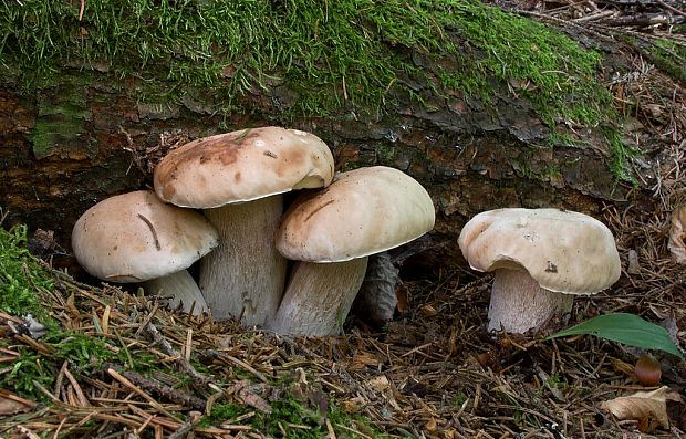 hríb smrekový Boletus edulis Bull.