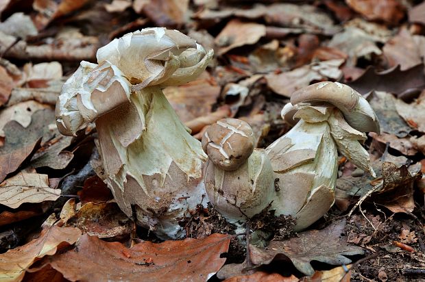 hríb dubový Boletus reticulatus Schaeff.