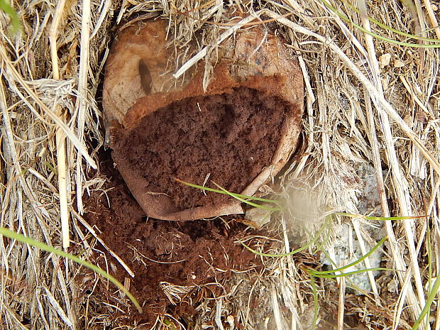 rozpadavec tatranský Calvatia cretacea (Berk.) Lloyd