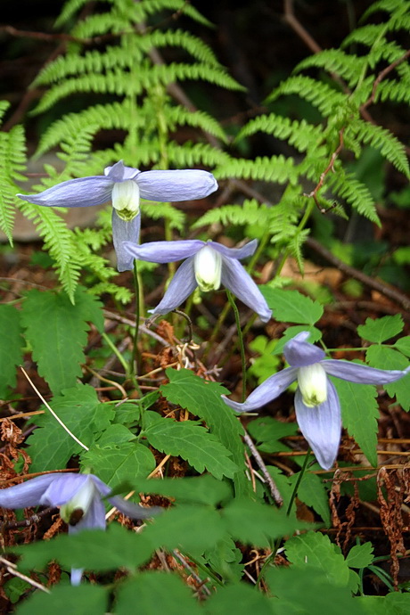 plamienok alpínsky Clematis alpina (L.) Mill.