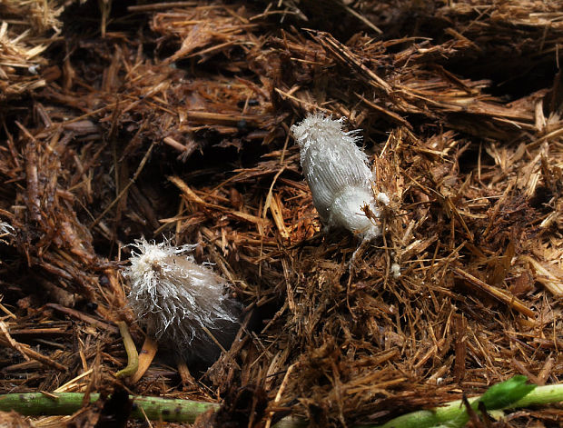 hnojník hviezdičkový Coprinopsis radiata  (Bolton) Redhead, Vilgalys & Moncalvo