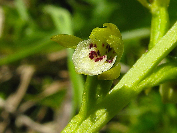 koralica lesná/korálice trojklaná Corallorhiza trifida Châtel.