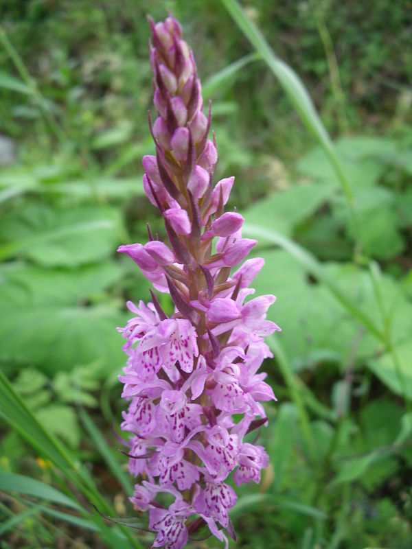 vstavačovec neskorý Dactylorhiza pulchella (Druce) Averyanov