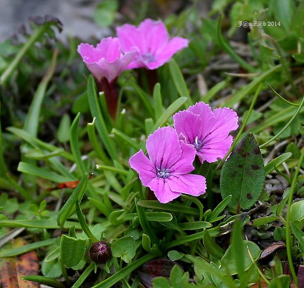 klinček ľadovcový Dianthus glacialis Haenke