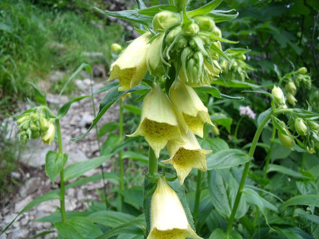 náprstník veľkokvetý Digitalis grandiflora Mill.