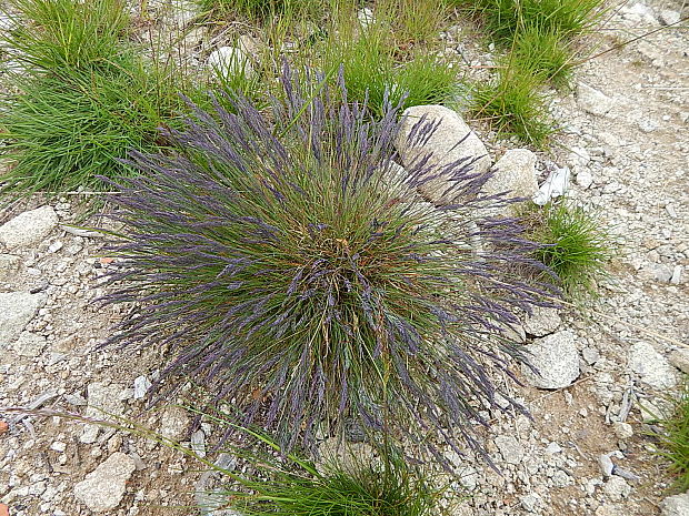 kostrava tvrdá Festuca pallens Host