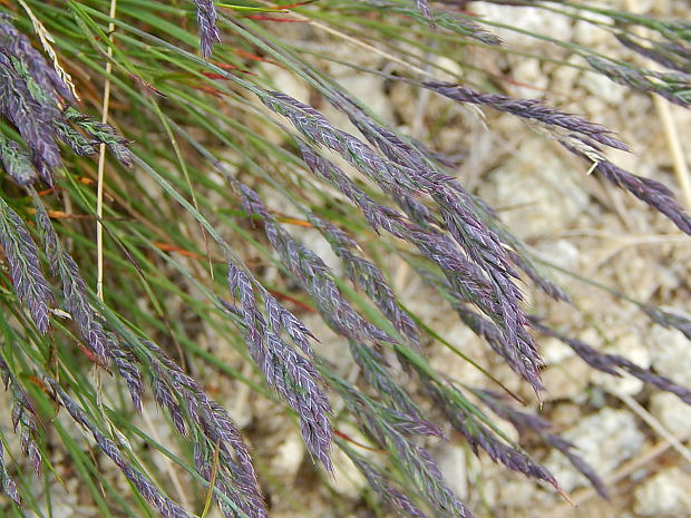 kostrava tvrdá Festuca pallens Host