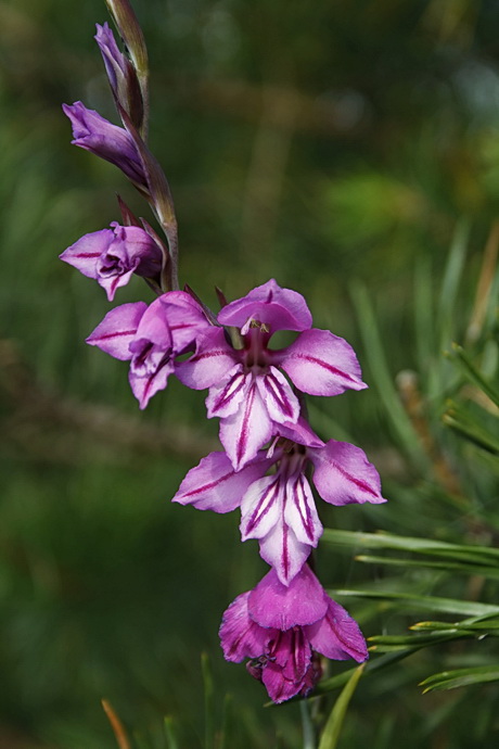 mečík škridlicovitý Gladiolus imbricatus L.