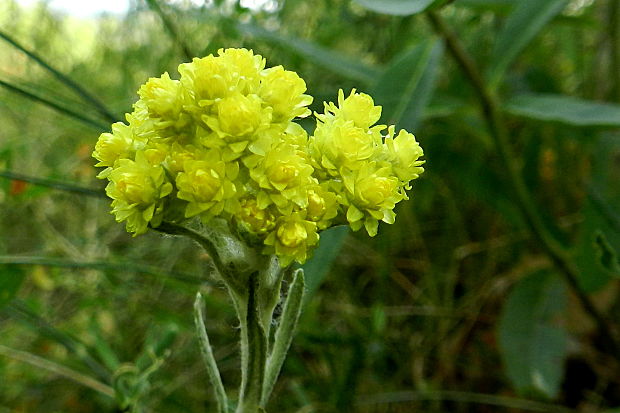 slamiha piesočná Helichrysum arenarium (L.) Moench