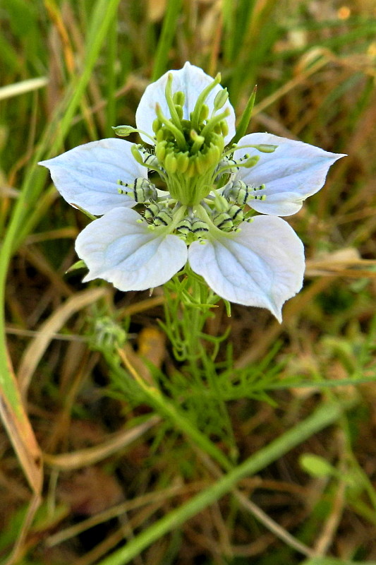 černuška roľná Nigella arvensis L.