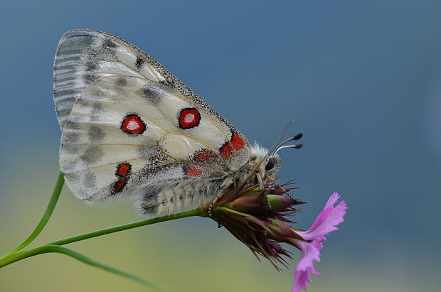 jasoň červenooký Parnassius apollo