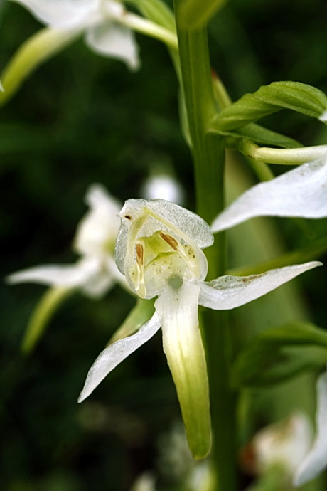 vemenník zelenkastý Platanthera chlorantha (Custer) Reinchenb.