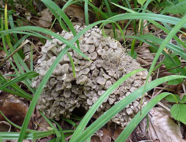 trúdnik klobúčkatý Polyporus umbellatus (Pers.) Fr.