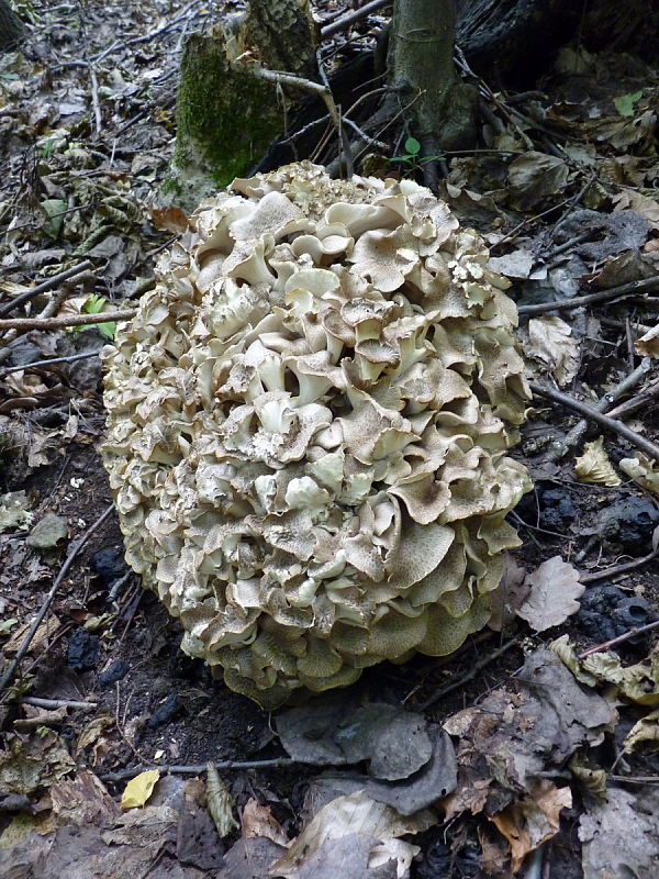 trúdnik klobúčkatý Polyporus umbellatus (Pers.) Fr.