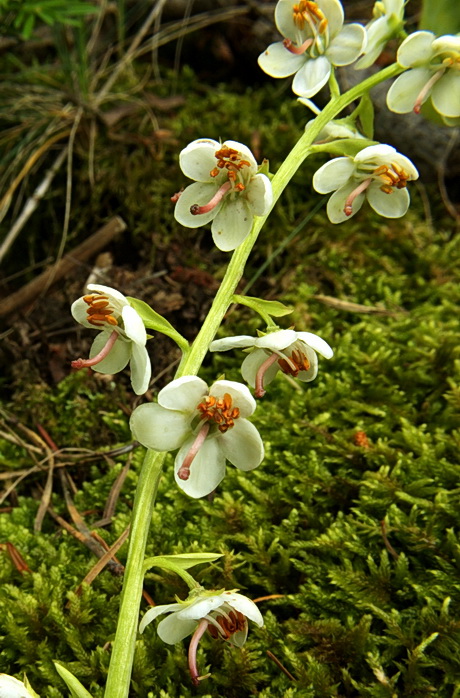 hruštička okrúhlolistá Pyrola rotundifolia L.