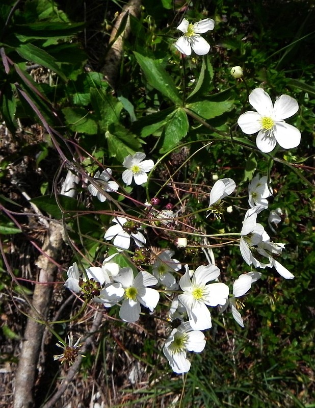 iskerník platanolistý Ranunculus platanifolius L.